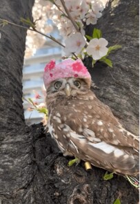【花見を満喫するフクロウ】お気に入りの帽子をかぶって桜を眺める姿に「かわいい」「絵になりますね」