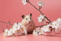 【年金一覧表】60歳代・70歳代・80歳代・90歳以上の「厚生年金・国民年金」平均月額はいくら？