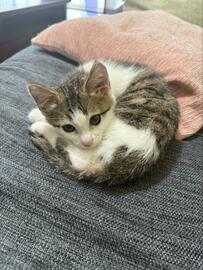 ぎこちない寝姿の子猫の変化に驚き！綺麗に丸く寝る姿に「アンモニャイトになれる日も近い」