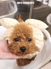 【ワンちゃんのビフォーアフター】トリミング中のお風呂やカットの様子が可愛い過ぎる！ふわふわ『テディベア』みたいな姿へ変身