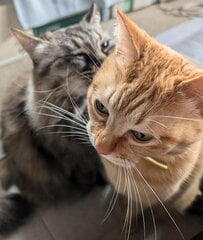 にゃんですと！？　2匹の猫ちゃんが寄り添う姿が「まるで報告を受けているよう！」と話題