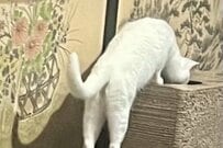 保護子猫を探す先輩子猫　穴を覗き振り返ると…まさかの表情に「昭和のお母さんの顔」