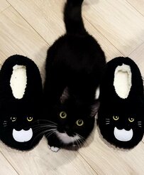 危ない！？履かないように注意！スリッパとそっくりな元保護猫ちゃんにびっくり！