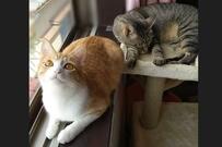 元保護猫さん「兄ちゃん起きて！！」プロ意識高めな一コマに悶絶