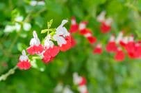 毎年秋に咲く【香りのいい花】狭い庭でも管理しやすい《多年草・庭木》3選！キンモクセイの仲間も