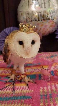 【おめでたいフクロウ】4歳のお誕生日をお祝いした→まさかの反応に思わず笑ってしまう