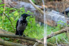 【本当にカラス？】と思わず二度見　とてつもなく美しいカラスの羽が話題「かっこいい」