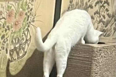 保護子猫を探す先輩子猫 穴を覗き振り返ると…まさかの表情に「昭和の