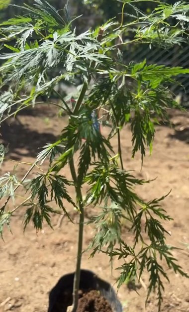 変身前の植物の苗