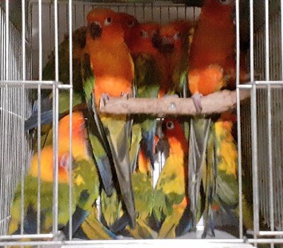 「ぎゅうぎゅう詰めの列車みたい」なインコたち