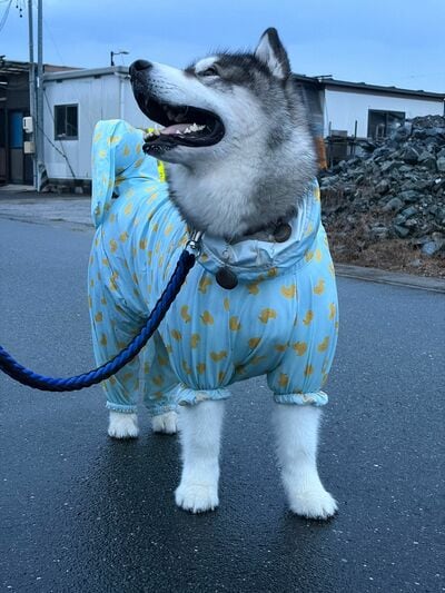 元気いっぱいな姿