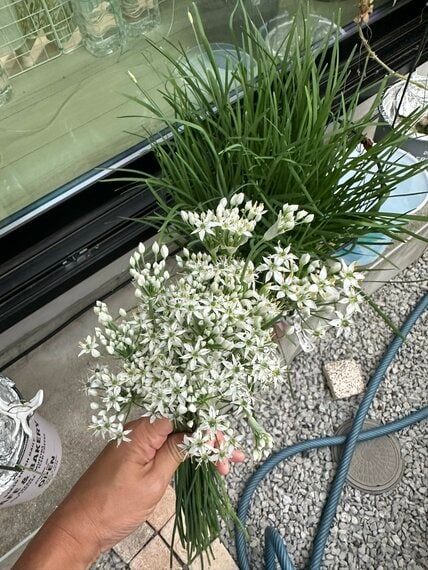 【花も食べられるなんて】ニラの花の調理法に反響　蕾の段階で食べるのがおすすめ