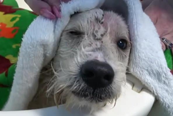 顔の毛が抜けて地肌が見えていた犬→回復後の姿と新しい家族との出会いに喜びの声