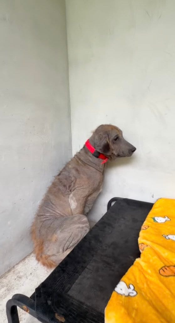 極暑のなか路上生活を送っていた犬を保護→新しい家族と出会う姿に感動