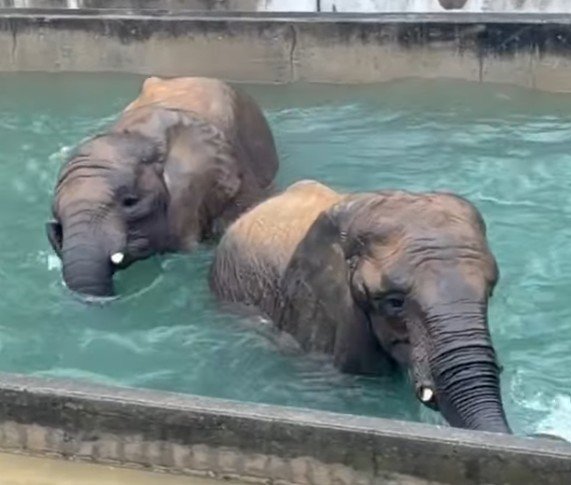 【とべ動物園】鼻で上手に...「姉妹の豪快な水遊び！」アフリカゾウの姉妹が仲良くプール遊び…雨の日はテンションが上がる？（愛媛県）
