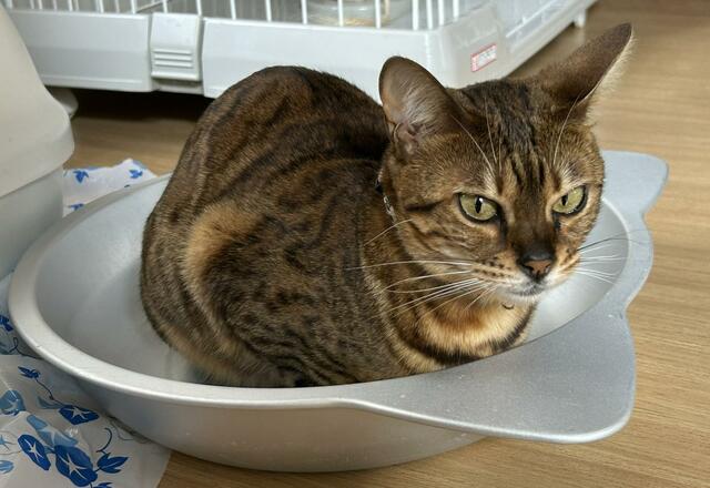 涼しそうなねこ鍋は夏にピッタリ　暑くなってきて涼をとる猫ちゃん　セルフ体温調節するクールビューティ