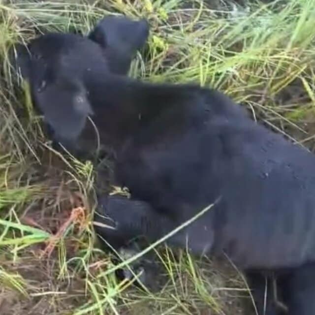 ノミとダニに覆われた仔犬を保護、見違えるように回復した姿に心打たれる