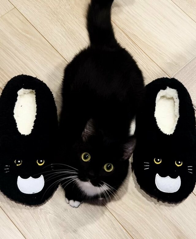 危ない！？履かないように注意！スリッパとそっくりな元保護猫ちゃんにびっくり！