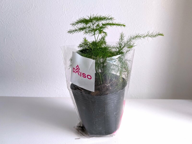 ダイソーで購入したアスパラガス筆者撮影写真