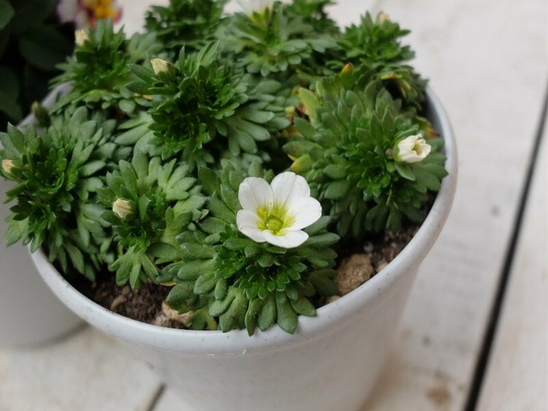 セイヨウ クモマグサLIMOガーデニング部撮影写真