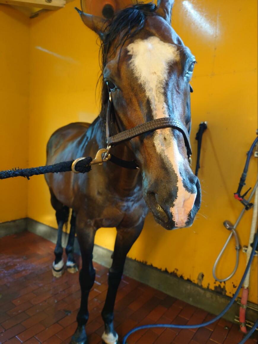 出所：Yogiboヴェルサイユリゾートファーム