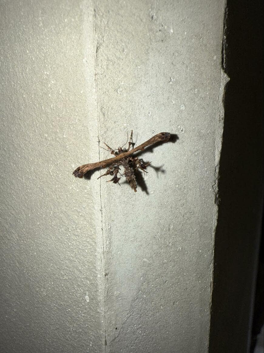 出所：@nazonoshikaku01