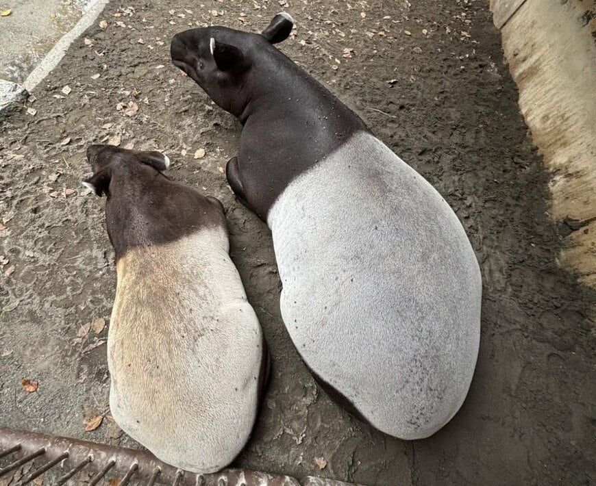 提供：愛媛県立とべ動物園