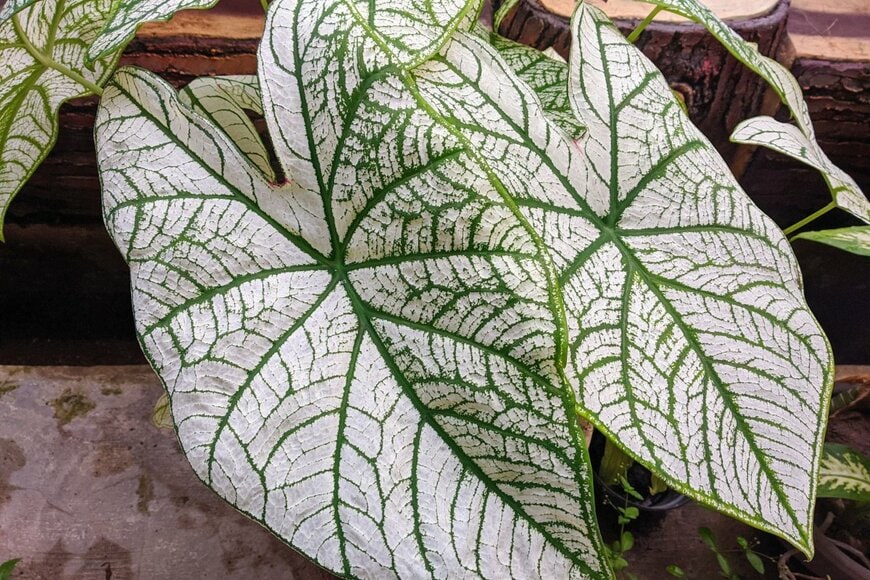 Ikmal Images/shutterstock.com