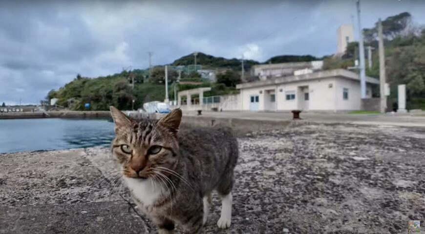 猫島で人間に付いていく猫達　どんどん仲間を引き連れ出来上がった「大名行列」が圧巻の光景です！