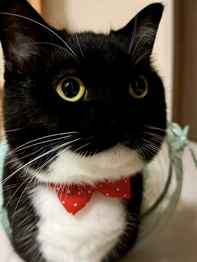 「今年一番可愛い写真きた！」うにちゃんと「もう1匹のうにちゃん」の姿にメロメロ