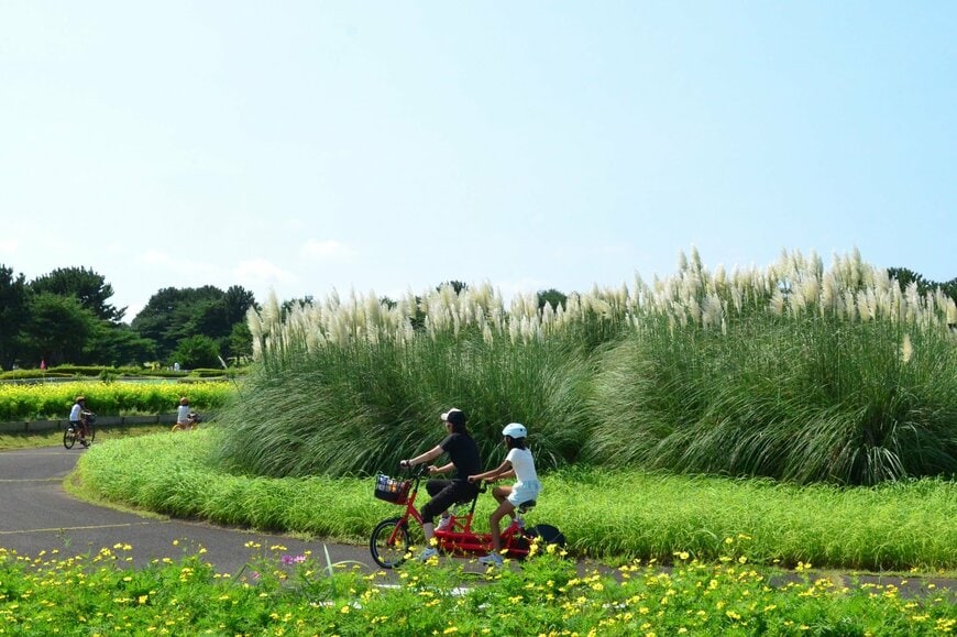 サイクリングコースから見えるパンパスグラスの花穂