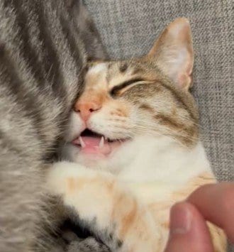 「やばいwww」寝ている猫の“口”を触ったら…爆笑の展開が60万再生