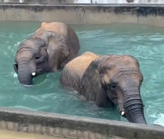【とべ動物園】鼻で上手に...「姉妹の豪快な水遊び！」アフリカゾウの姉妹が仲良くプール遊び…雨の日はテンションが上がる？（愛媛県）