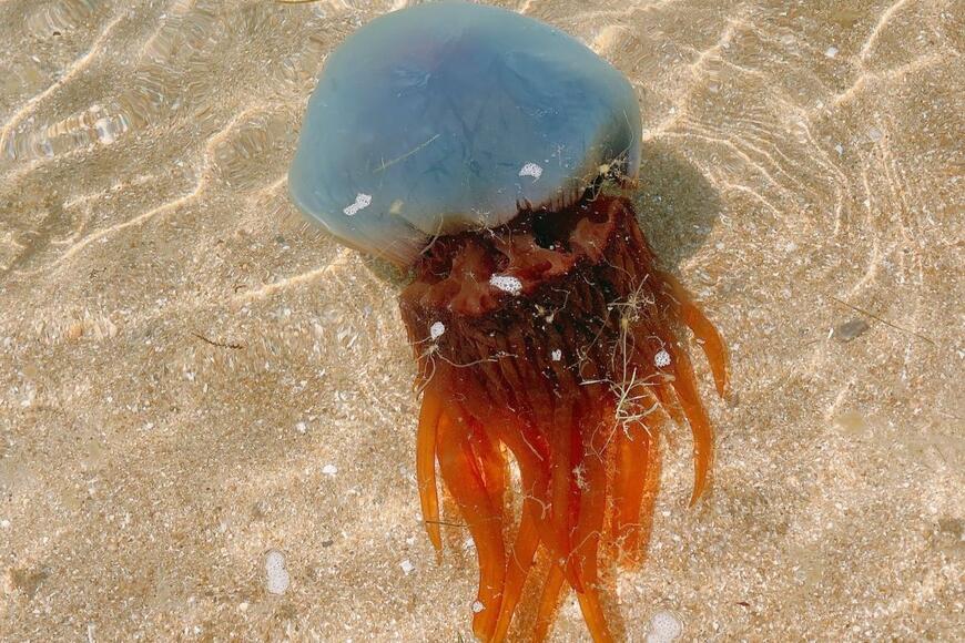 熊本県の海水浴場で目撃した「巨大クラゲ」　見覚えのあるフォルムに「ホイミスライムじゃん」