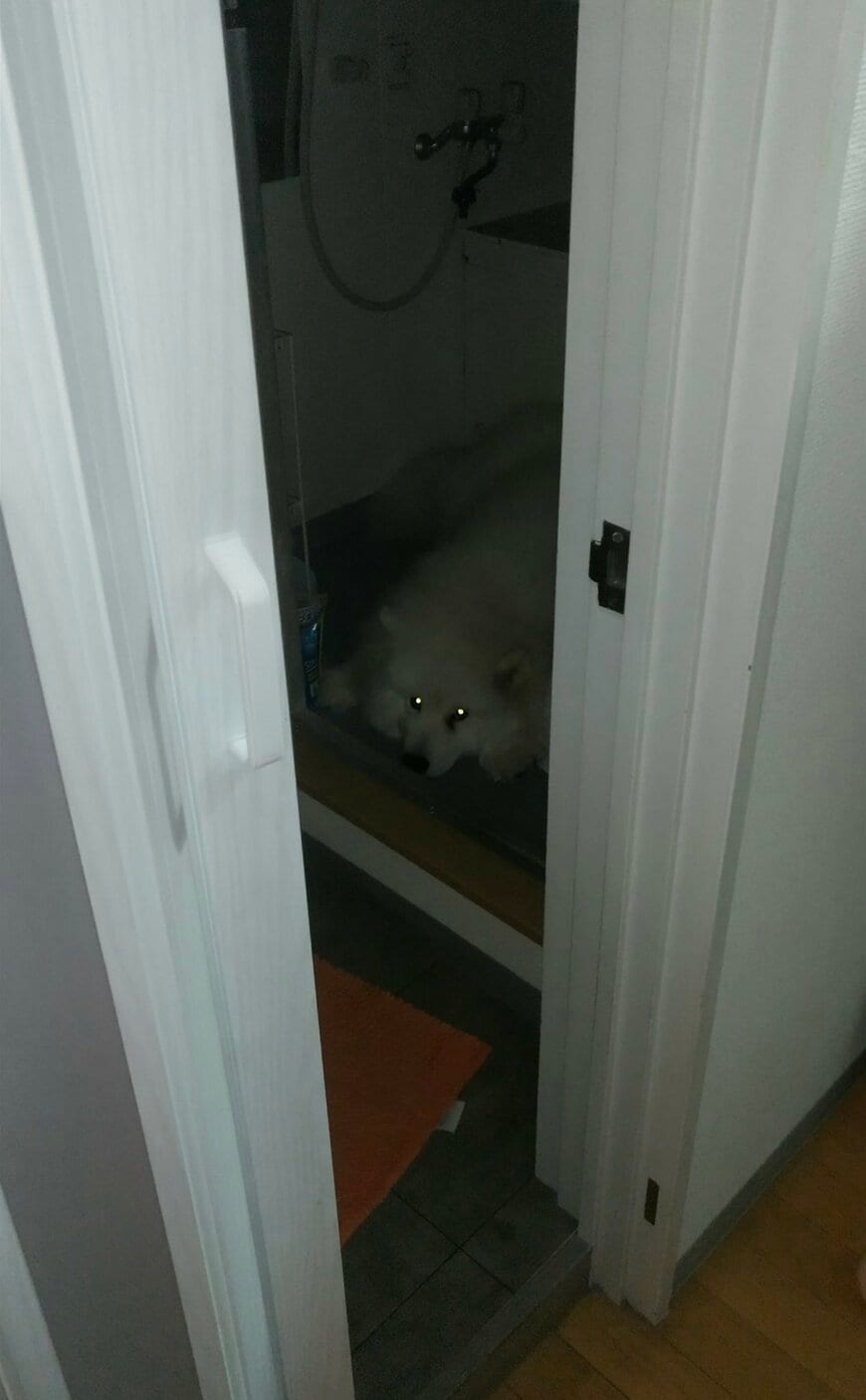 出所：@samoedsoran