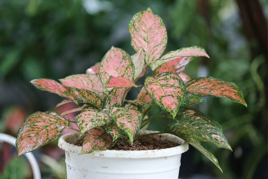 untungsubagyo/shutterstock.com