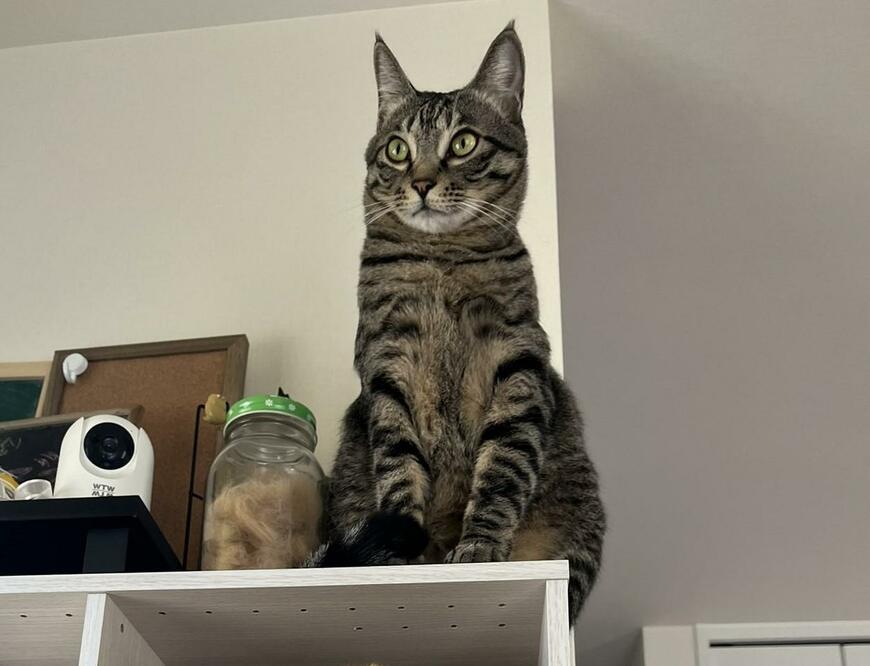 出所：@kagisuzu0531