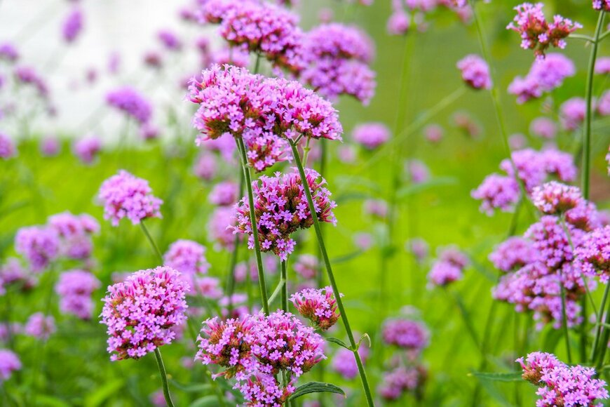 Thongchai S/Shutterstock.com