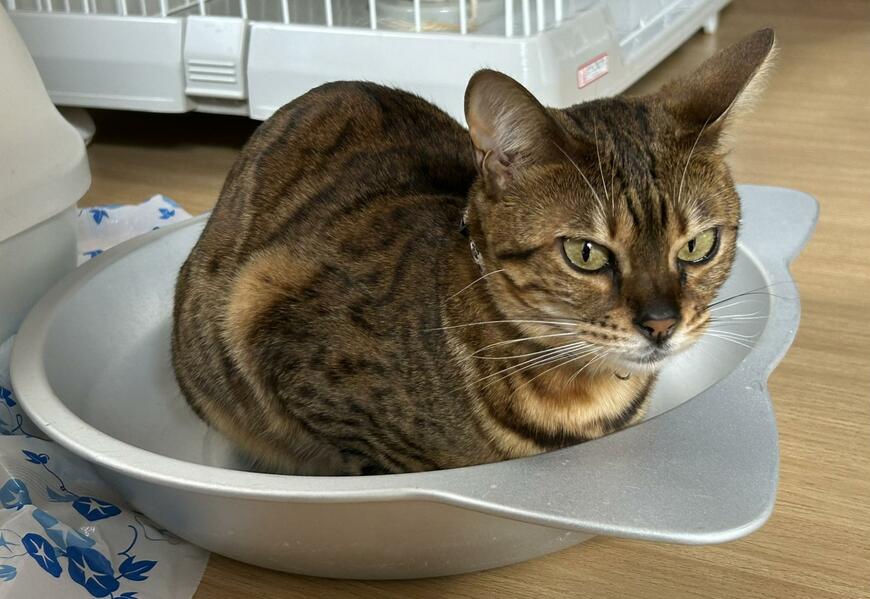 涼しそうなねこ鍋は夏にピッタリ　暑くなってきて涼をとる猫ちゃん　セルフ体温調節するクールビューティ