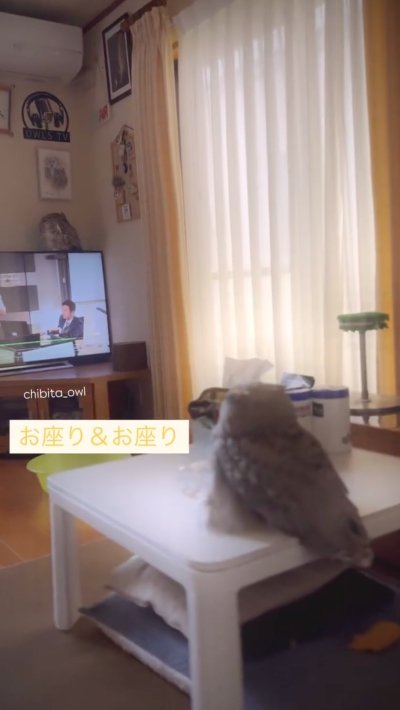 出所：@chibita_owl