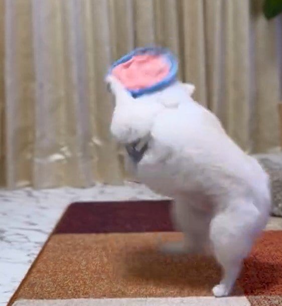 出所：@boku_ponchan