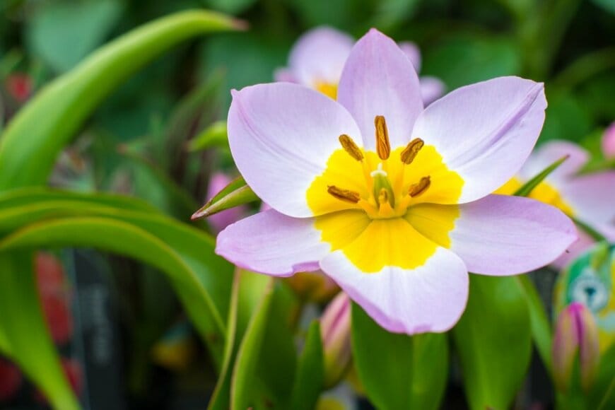 植えっぱなしで毎年咲く　 春のおしゃれな庭をつくる「センス抜群の球根植物3選」