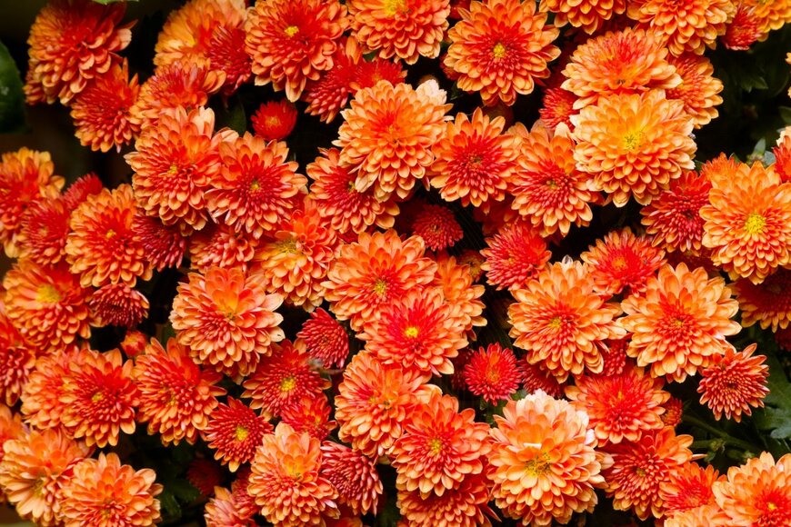 NCAImages/shutterstock.com