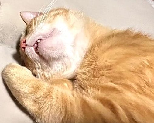 出所：@Beercat_Ana_Dar