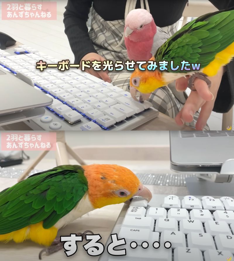 出所：@anz_omomiri