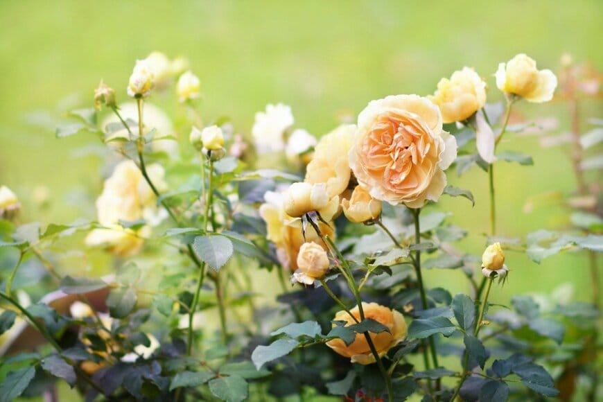 Ulada/istockphoto.com