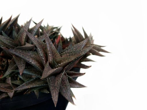 Pomme Home/shutterstock.com