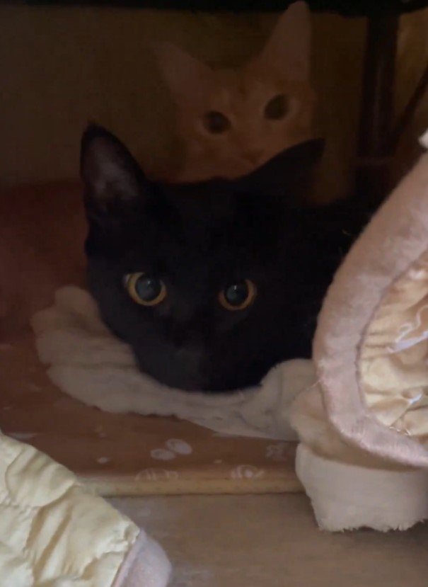 出所：＠Teagle_Noir