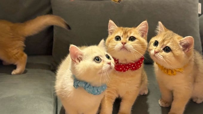 【奇跡の集合写真】 散らばる子猫たちを必死に撮ったら…最高の1枚に表示件数64万超え!