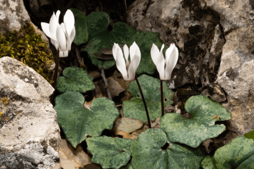 anjahennern/shutterstock.com